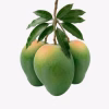 gabindavog-aam